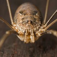 Harvestman 2 